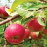 Bee Won Korean Restaurant